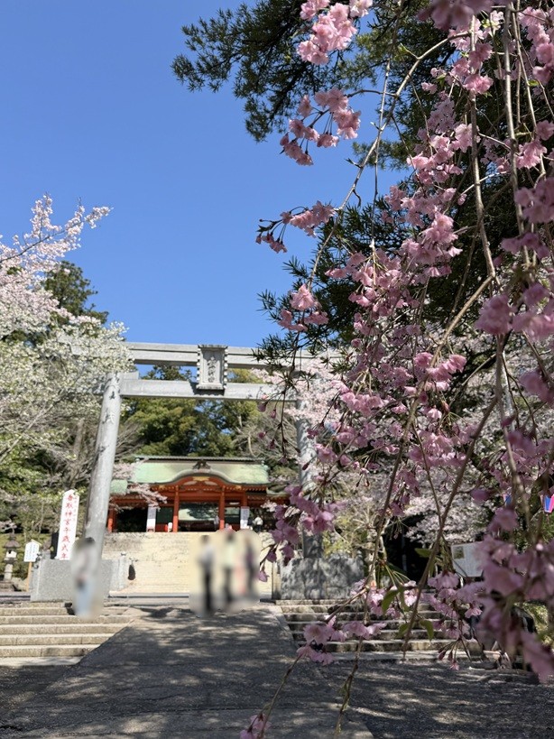 20260403香取神宮安全祈願_桜