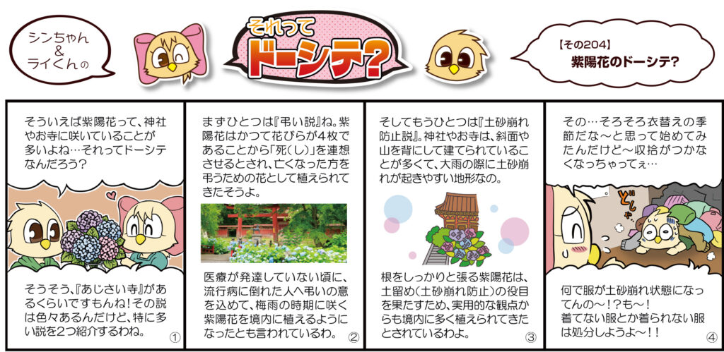紫陽花のドーシテ
