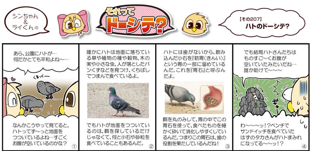 ハトのドーシテ？